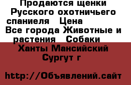 Продаются щенки Русского охотничьего спаниеля › Цена ­ 25 000 - Все города Животные и растения » Собаки   . Ханты-Мансийский,Сургут г.